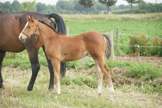 Mooi correct merrie veulen met veel uitstraling