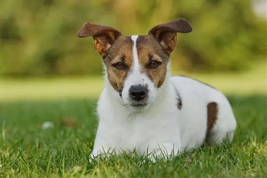 Informatief forum voor jackrussell eigenaren