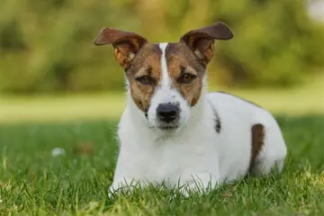 Informatief forum voor jackrussell eigenaren