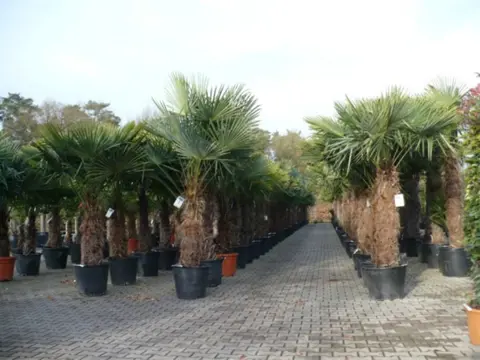 Trachycarpus fortunei palmbomen,Olijfbomen,Vijgenbomen,Vijg!