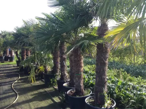 Palmbomen &amp; Olijfbomen NU OPRUIMING!!