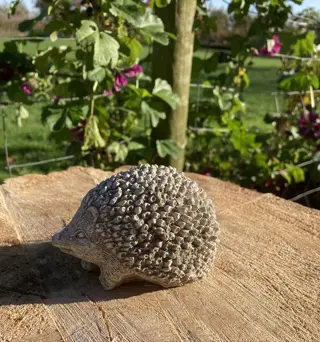 EGEL STEEN MIDDEL NIEUW