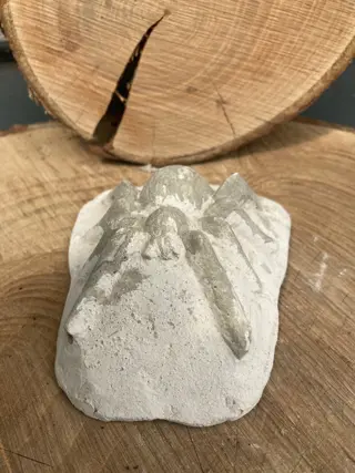 SPIN OP ROTS STEEN NIEUW