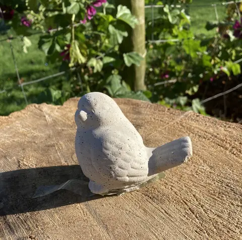 VOGEL JONG STEEN NIEUW