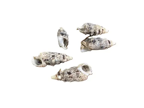 SCHELPEN 50 GRAM CERETHIUM NIEUW