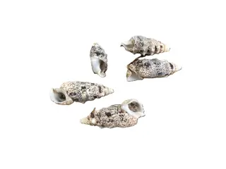 SCHELPEN 50 GRAM CERETHIUM NIEUW