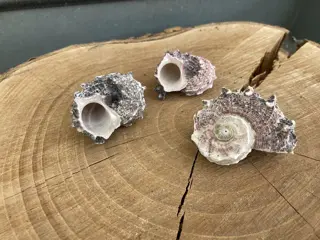 SCHELPEN 50 GRAM DELPHINULA NIEUW