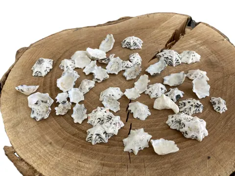 SCHELPEN 50 GRAM HALIOTIS NIEUW