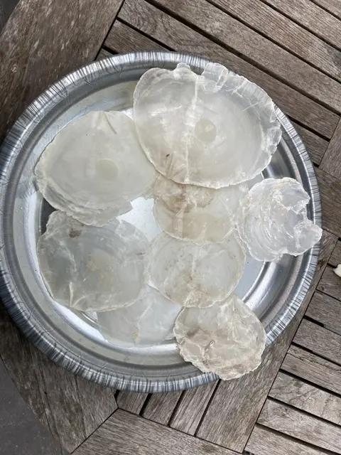 SCHELPEN 100 GRAM CAPIZ NIEUW