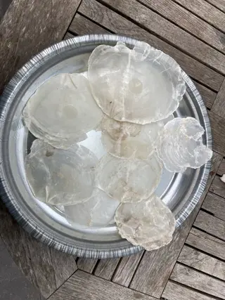 SCHELPEN 100 GRAM CAPIZ NIEUW