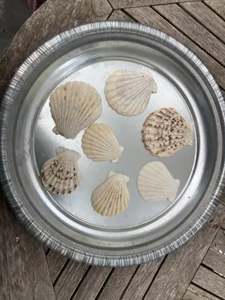 SCHELPEN 100 GRAM PECTEN RADULA NIEUW