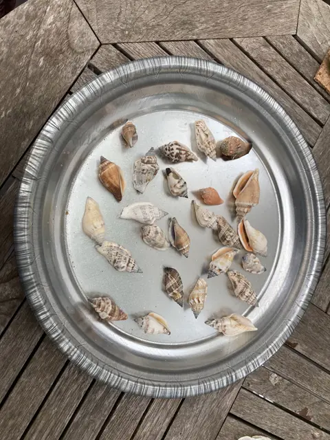 SCHELPEN 100 GRAM STROM URCEUS NIEUW