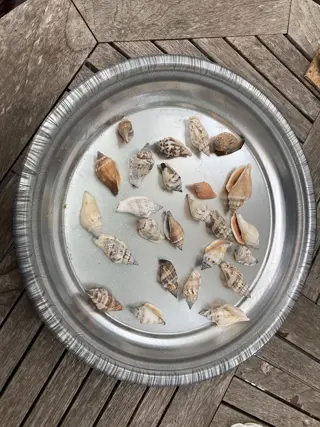 SCHELPEN 100 GRAM STROM URCEUS NIEUW