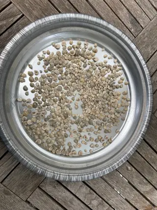 SCHELPEN 100 GRAM UMBONIUM WHITE NIEUW