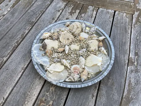 SCHELPEN ASSORTIMENT NIEUW