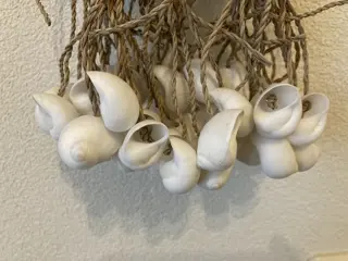 SCHELPEN BUNDEL GROOT WIT NIEUW