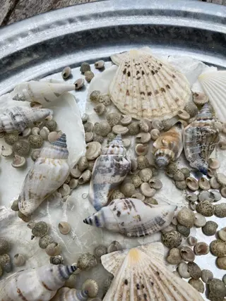 SCHELPEN MET SCHAAL DIA 39,5 CM NIEUW