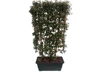 Elaeagnus kant en klaar haag element, leischerm te koop!