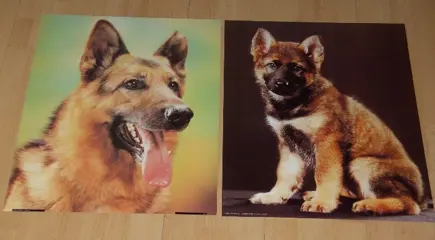 POSTER 50X40 CM HONDEN DIVERSE NIEUW