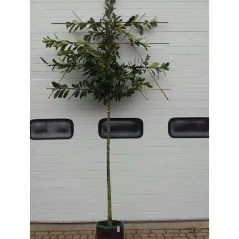 Leilaurier boom