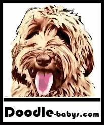 Australian Labradoodle fokker