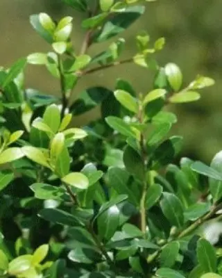 Buxus vervanger kopen met korting.