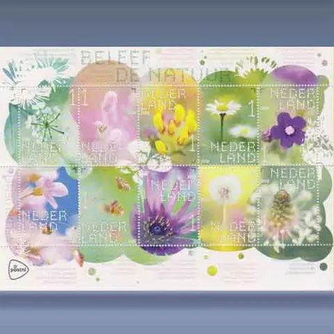 Natuurveldbloemen (2018)