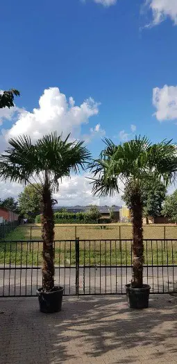 Palmboom trachycarpus fortunei 230cm stamhoogte