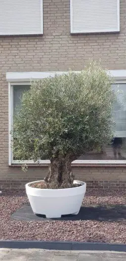 Kunststof plantenbak bloempot model ERCOLE