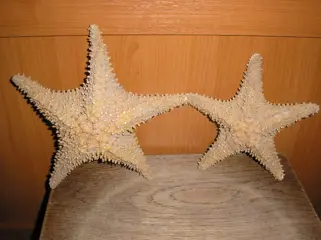 Zeester - uit ARUBA - 8,50 de kleine is aanwezig