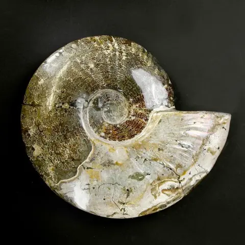 Schitterende Cleoniceras Ammoniet met Opalescentie -