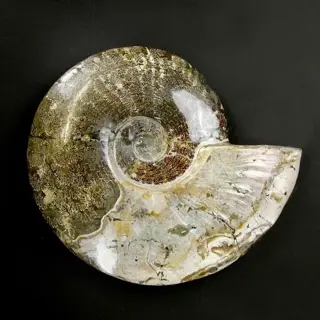 Schitterende Cleoniceras Ammoniet met Opalescentie -