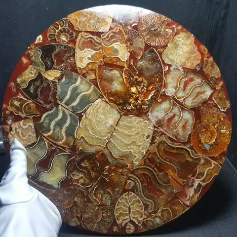 Prachtig exemplaar van een fossiele ammonietschijf -