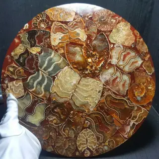 Prachtig exemplaar van een fossiele ammonietschijf -