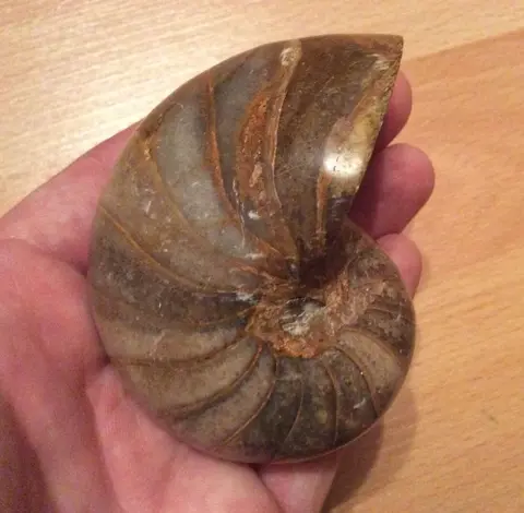 Nautilus met kristallisatie van calciet en aragoniet -