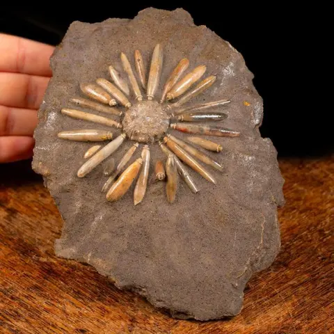 Fossiele egel op matrix - Pseudocidaris Mammosa -