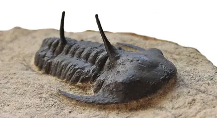 Interessant exemplaar - trilobieten - Kingaspiroides