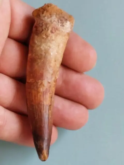 Top Spinosaurus - Tand - Spinosaurus aegyptiacus 98 mm -