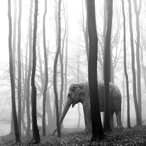 Frank Machalowski - tierwald#23 &amp; tierwald#134