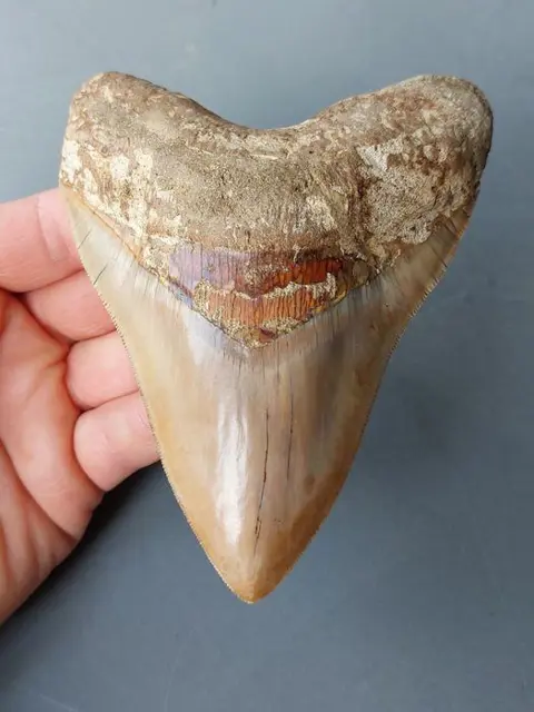 Megalodon - Tand - *cool color* - 132×104×28 mm