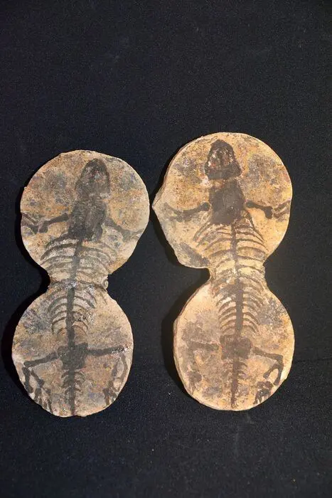 Beste parareptiel fossiel - Positief en negatief -