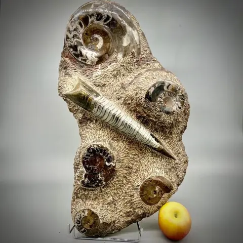 Elegante grote fossiele plaat - Op Matrix - GONIATITE