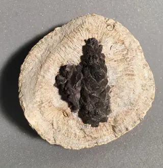 3D bewaarde coniferenkegel - in barietzandsteenconcretie