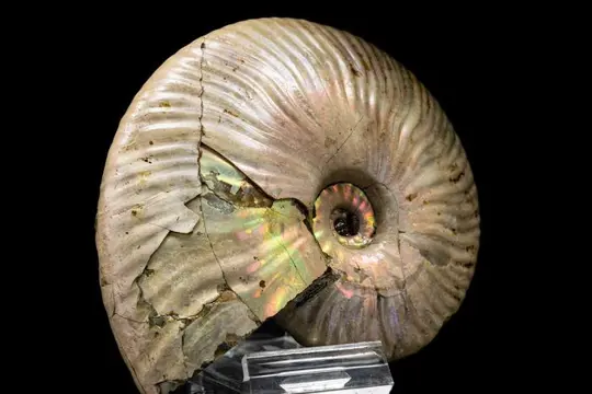 Ammoniet - Iriserende schelp - Cleoniceras sp. - 125×98×31