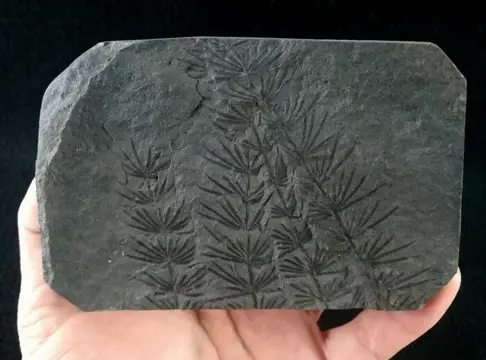 Fossiele plant met uitzonderlijk behoud!! - Paardenstaart