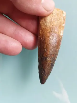 Top Spinosaurus - Tand - Spinosaurus aegyptiacus 65 mm -