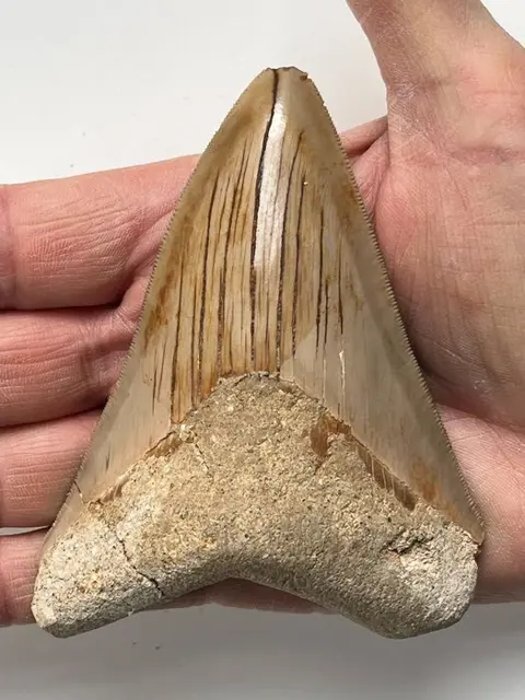 Kwaliteit Megalodon-tand, - 10,4 cm (4,09 inch) -