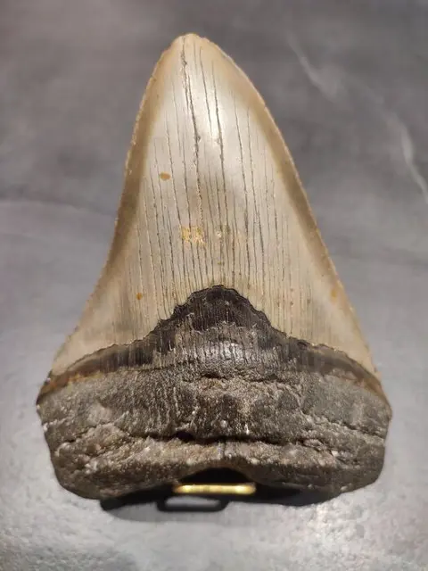 Megalodon - Tand - *BIG RARE* - 3.7×11.4×15 cm