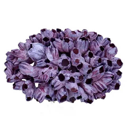 Mooie grote rood-roze zeepokken Thoracica sp. clusters -