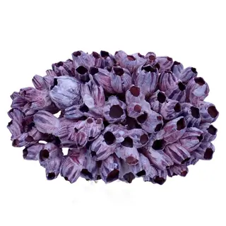 Mooie grote rood-roze zeepokken Thoracica sp. clusters -